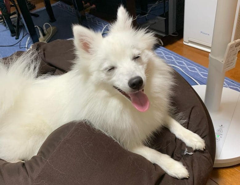 A Japanese Spitz smiling with its eyes closed