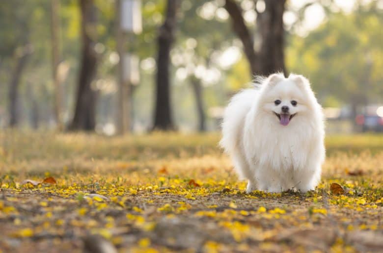 A Japanese Spitz standing in a park