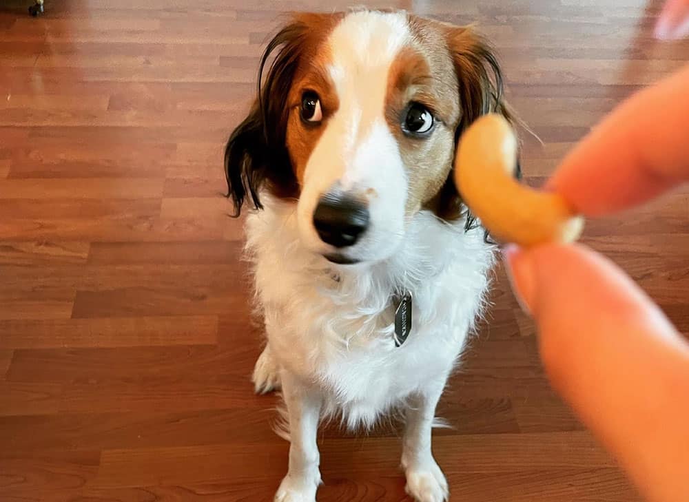 A Kooikerhondje dog ignoring the cashew treat