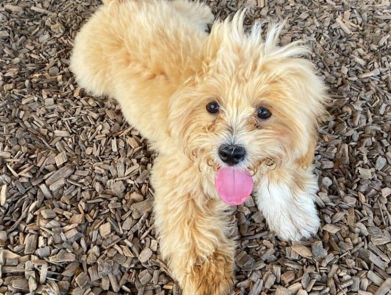 A Lhasa Poo sticking its tongue out