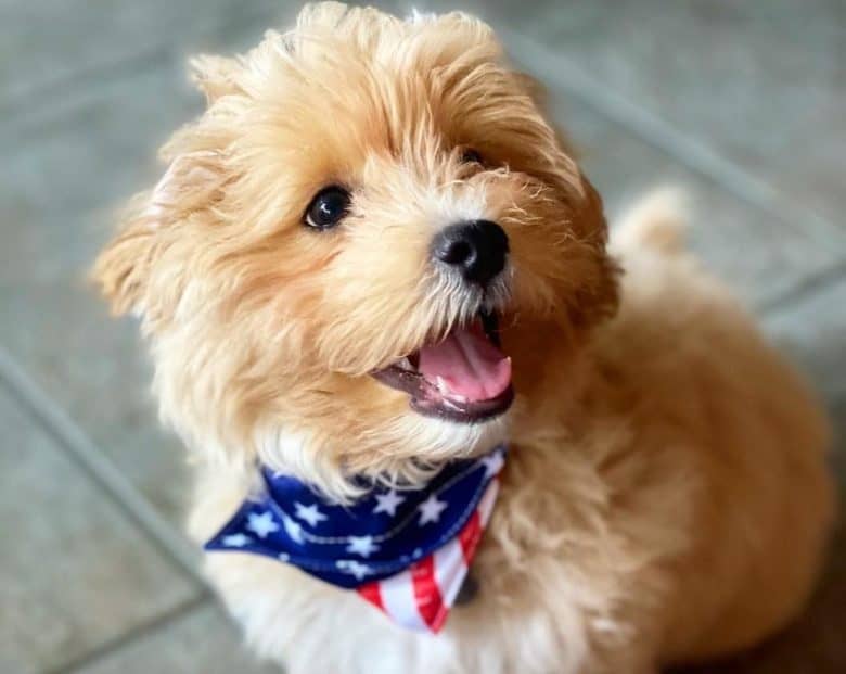 A Lhasa Poo wearing a scarf that resembles the US flag