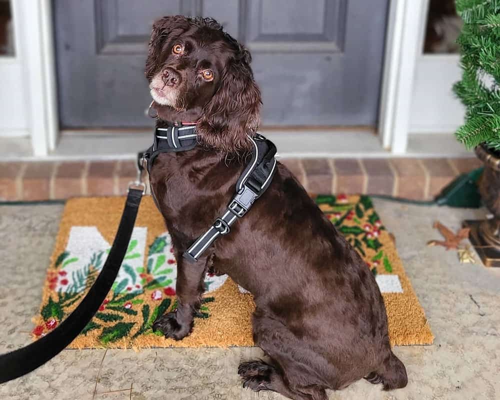 A lovely Boykin Spaniel dog sitting on the front door