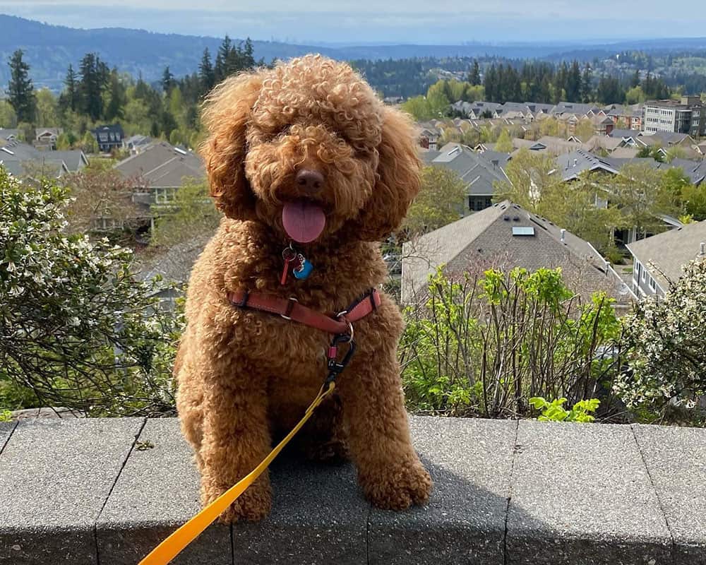 Mini Double Doodle dog in an overlooking view