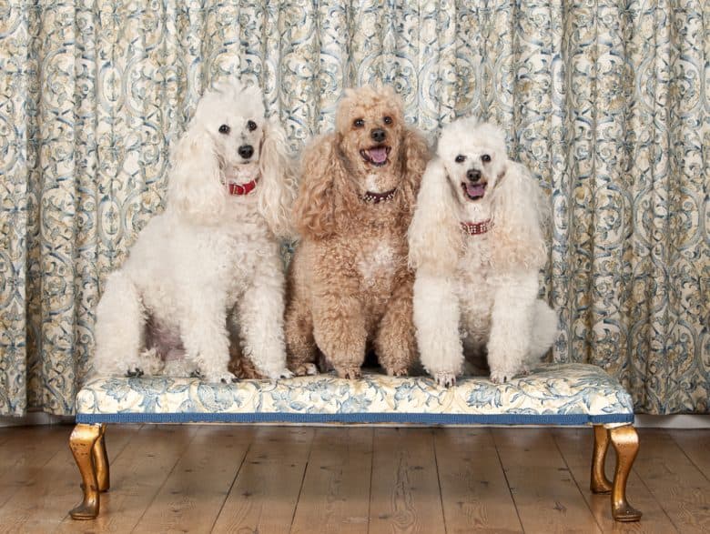 Three Miniature Poodles sitting together
