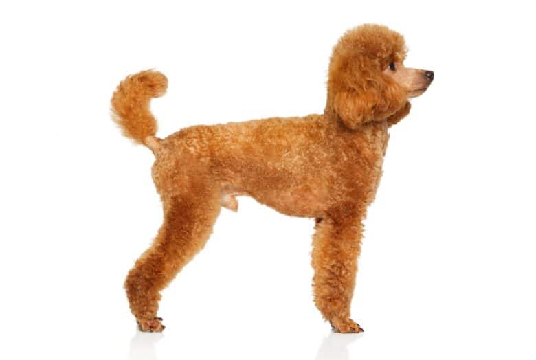 A Red Miniature Poodle standing on white background