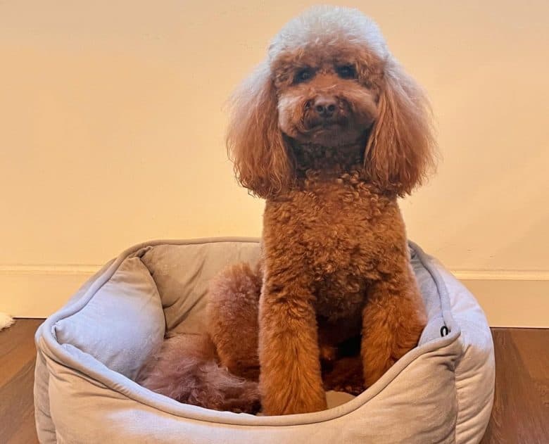 A Miniature Poodle sitting on its dog bed