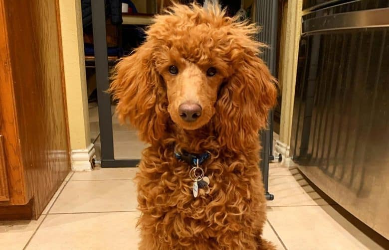 A Miniature Poodle with thick coat