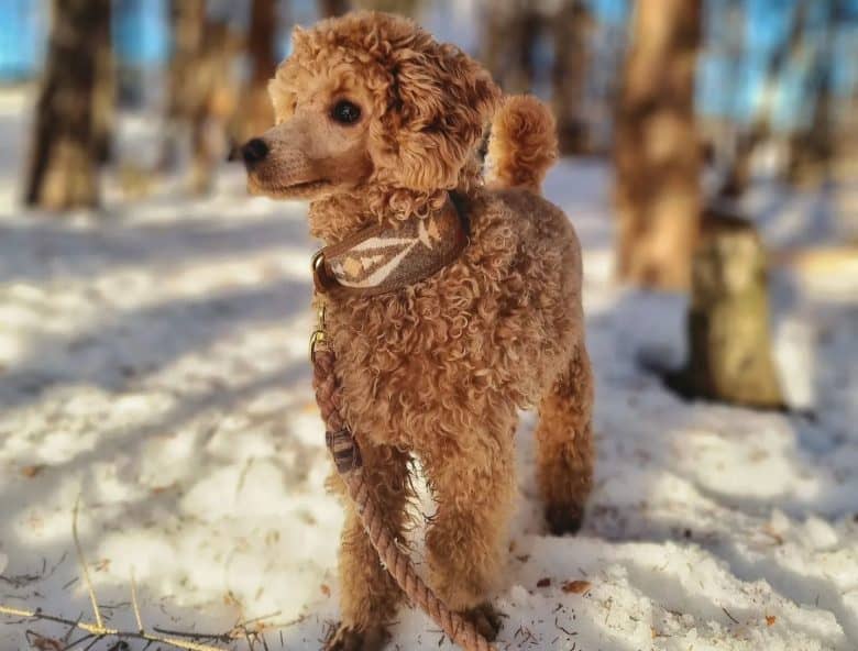 A Miniature Poodle walking in the snow