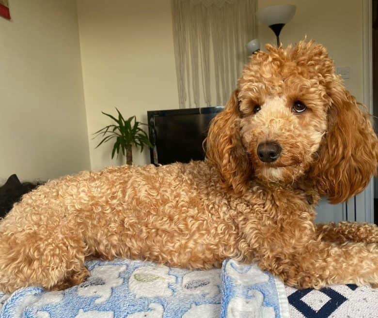 A Miniature Poodle lying down on a couch