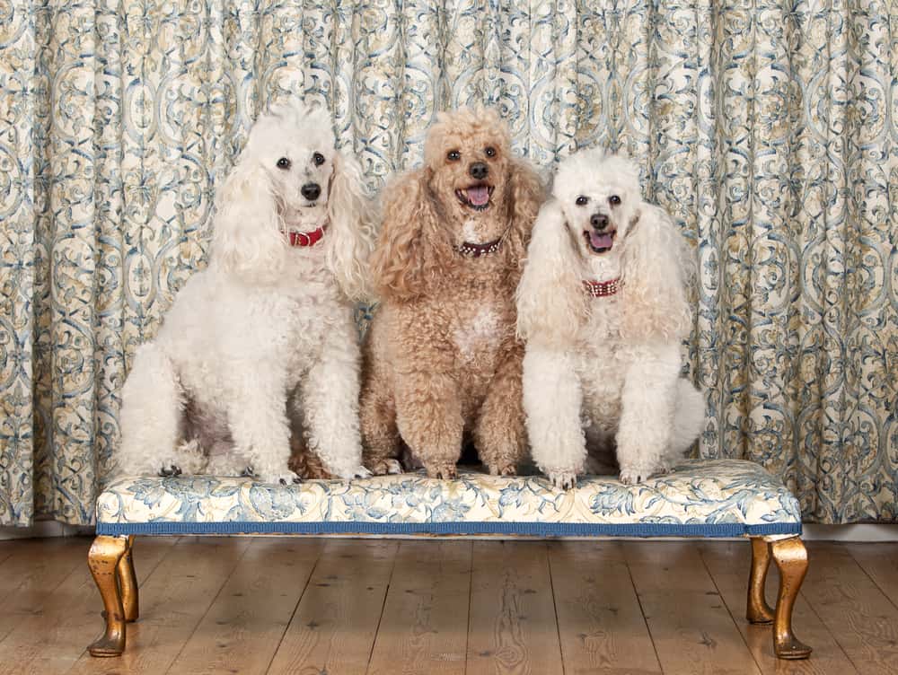 Are Miniature Poodles Easy To Potty Train