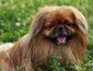 Pekingese Dog Breed: Pictures, Colors, Bark, Characteristics, and Diet