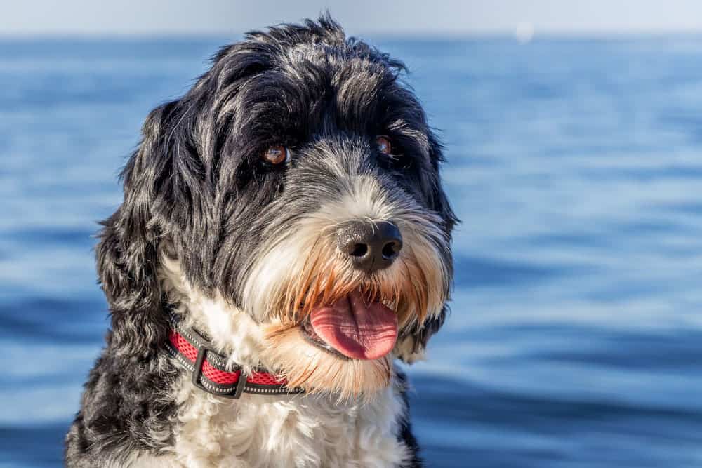 Portrait of a Portuguese Water Dog