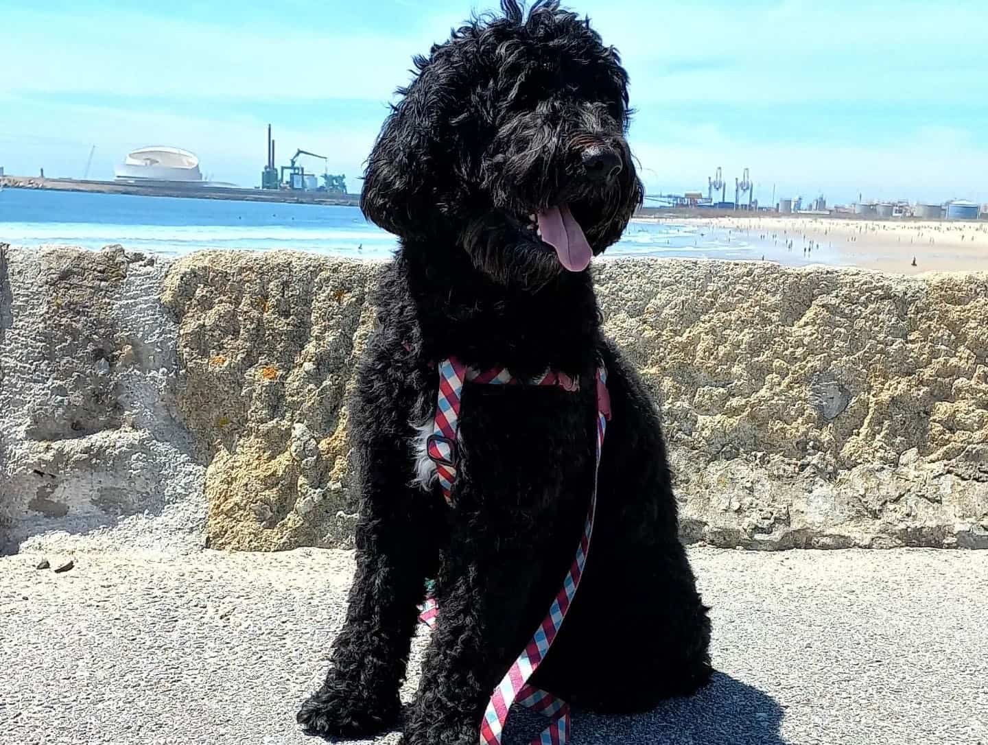 A Portuguese Water Dog sitting near the beach