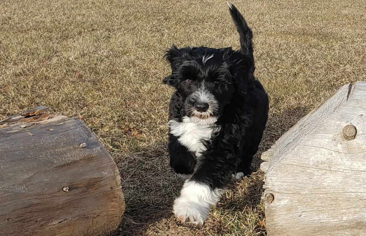 A Portuguese Water Dog running through the logs
