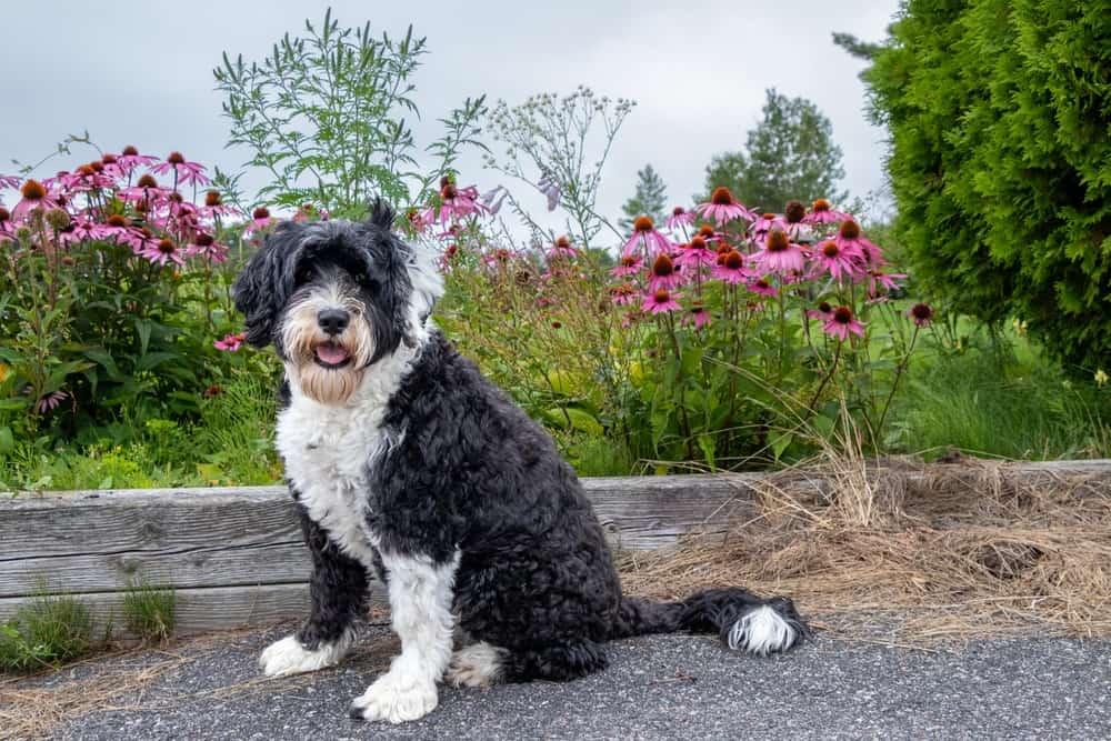 A Portuguese Water Dog sitting beside the garden
