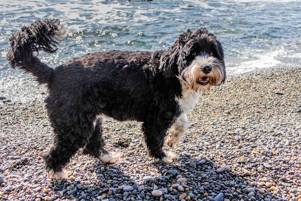 Portuguese Water Dog walking on the shore