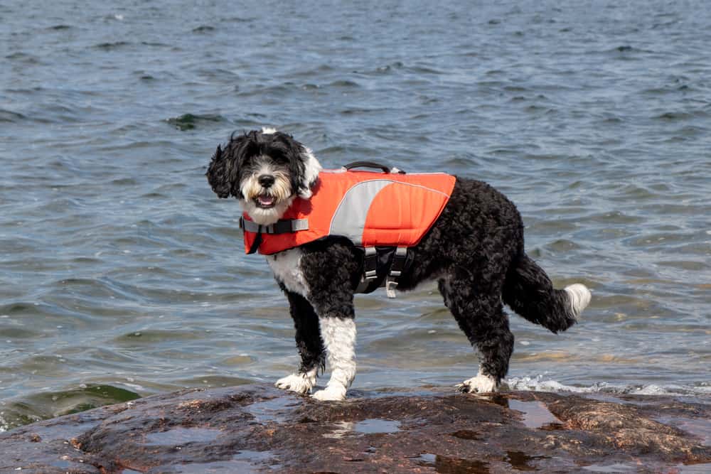 Portuguese Water Dog wearing a life jacket