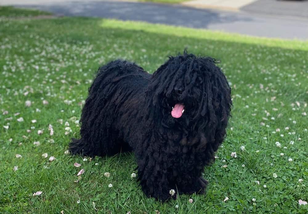 Black Puli dog in the front yard