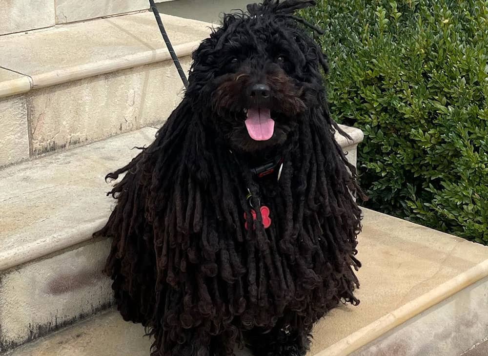 A Puli dog sitting on the stairs