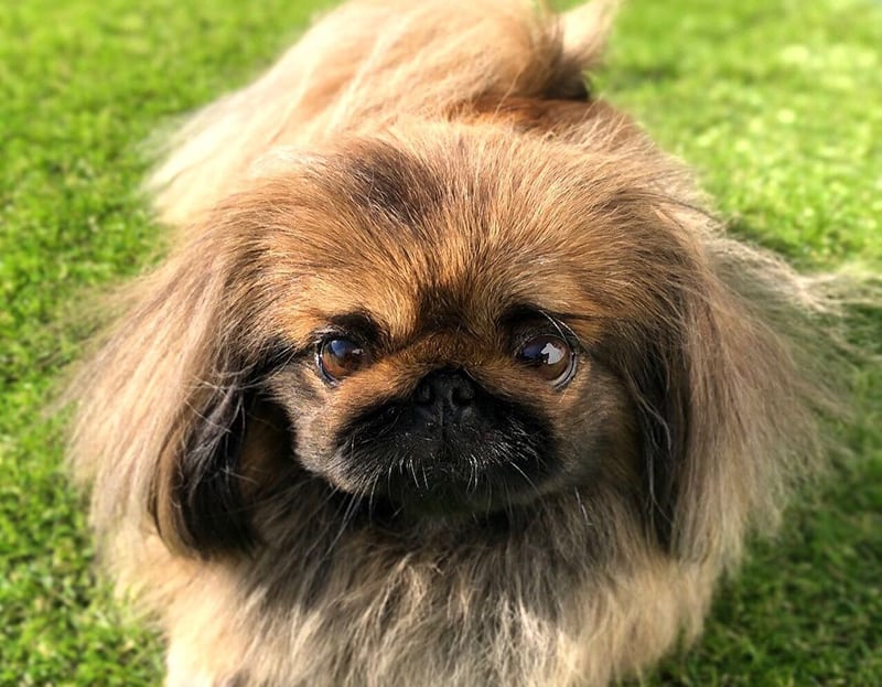A Pekingese dog with a serious face