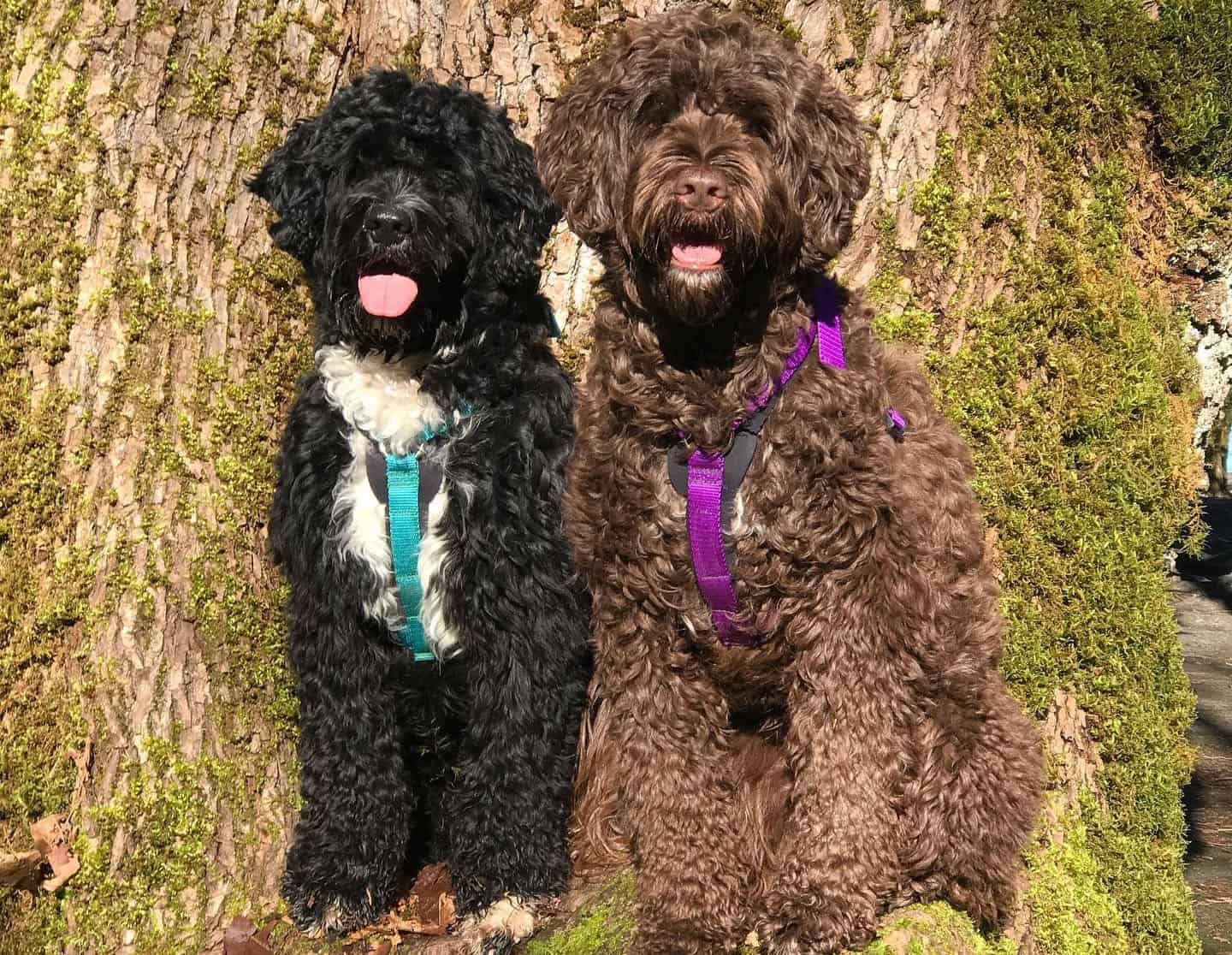 Two Portuguese Water Dogs in a tree