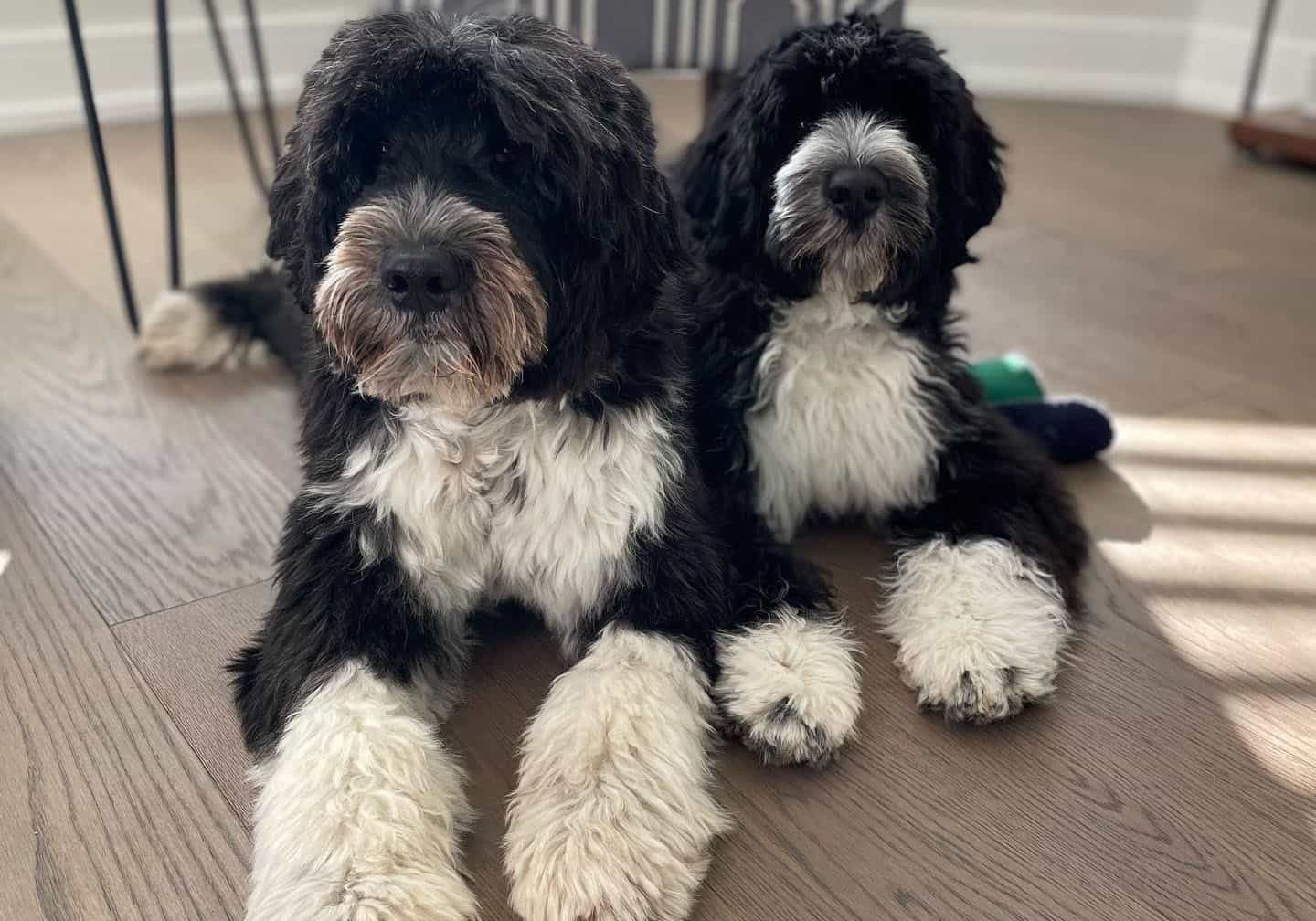 Two Portuguese Water Dogs laying down together