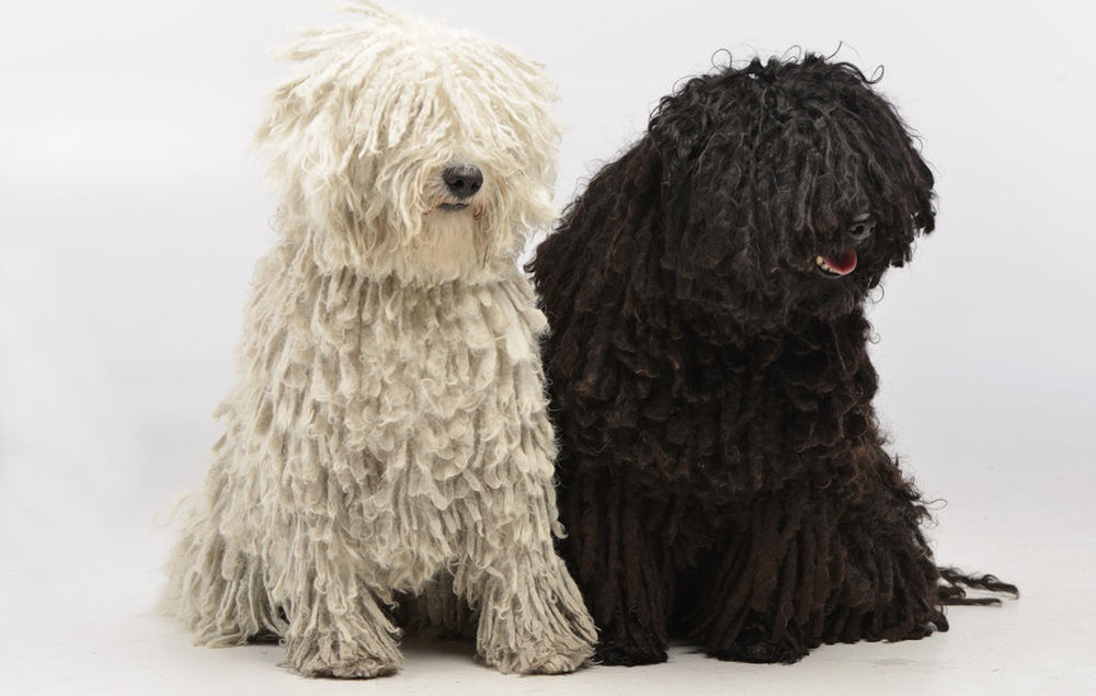Two adorable black and white Puli dogs