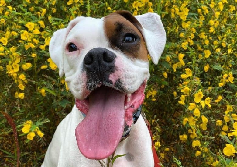 A White Boxer at a flower field