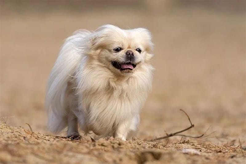 Cute white Pekingnese dog
