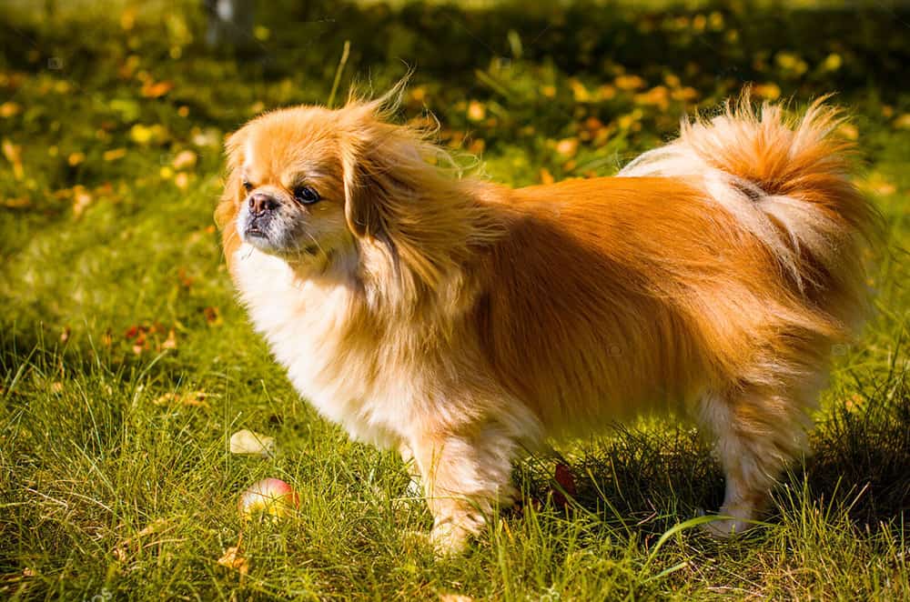 A young golden Pekingese dog