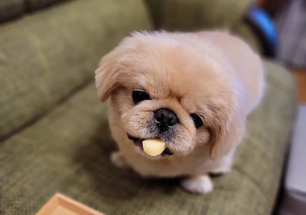 Young Pekingese dog eating a slice of apple