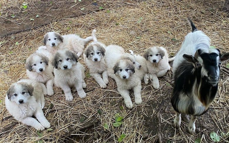 The 8 Great Pyrenees puppies bonding with a goat