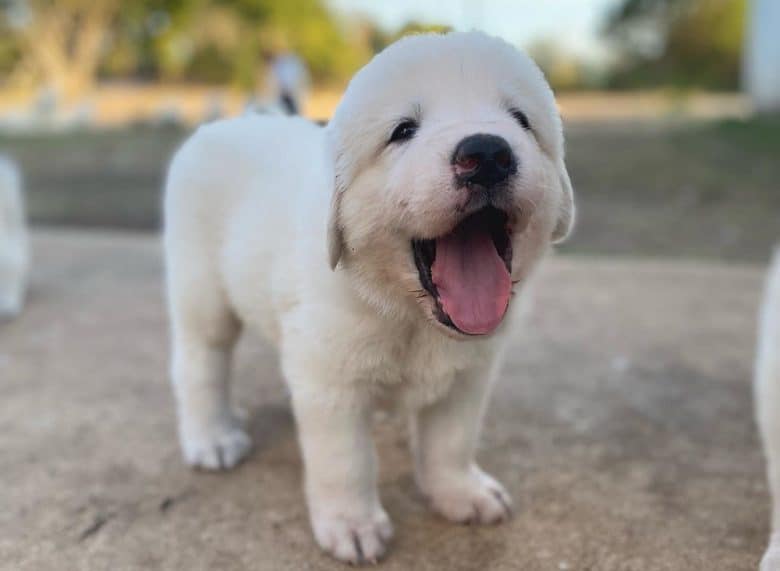 Adorable Great Pyrenees puppy