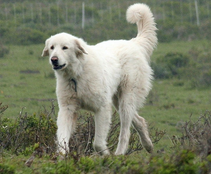 An Akbash dog walking