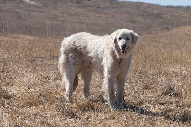 An Akbash dog standing on a hill