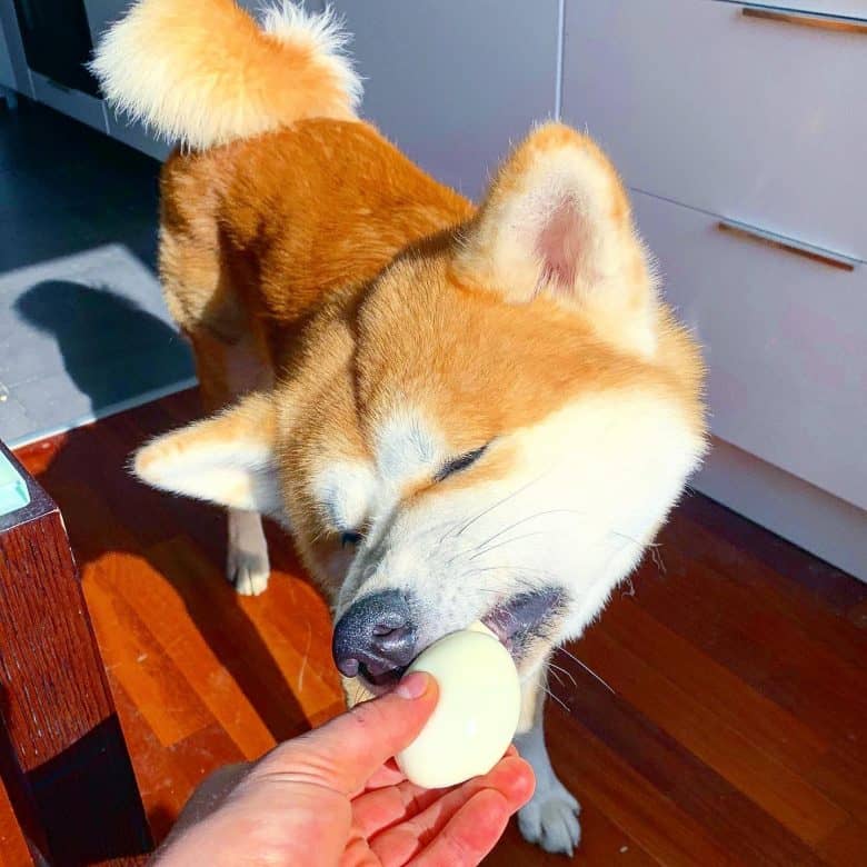 An Akita Inu puppy eating a hard boiled egg