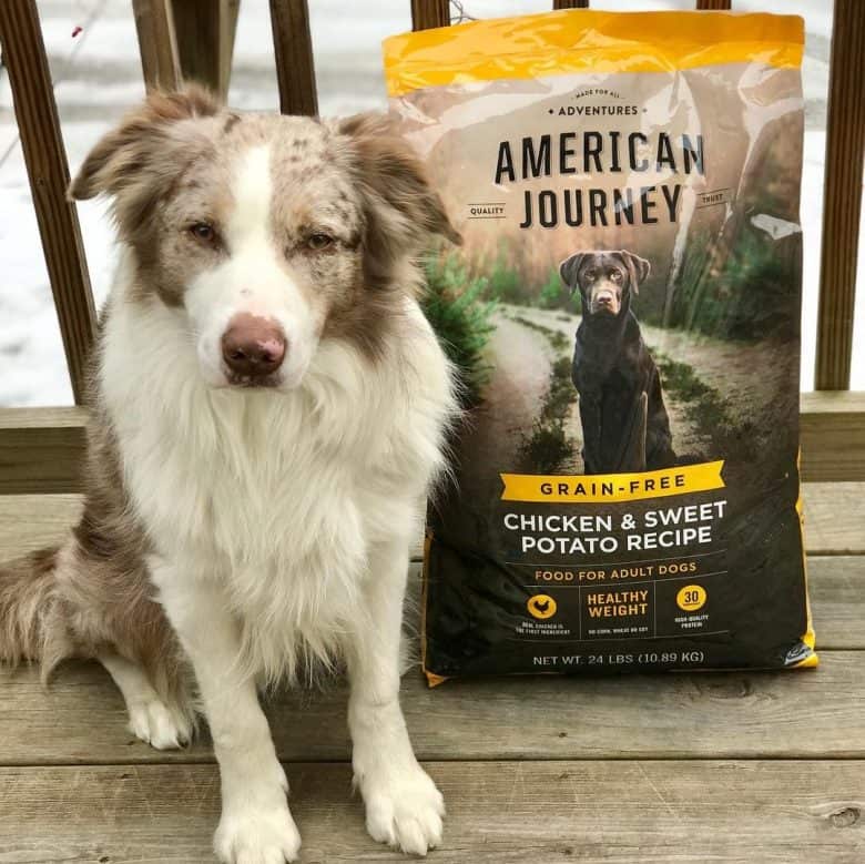 An Aussie Shepherd with American Journey dog food