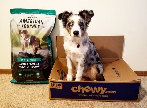 An Aussie Shepherd puppy with American Journey dog food