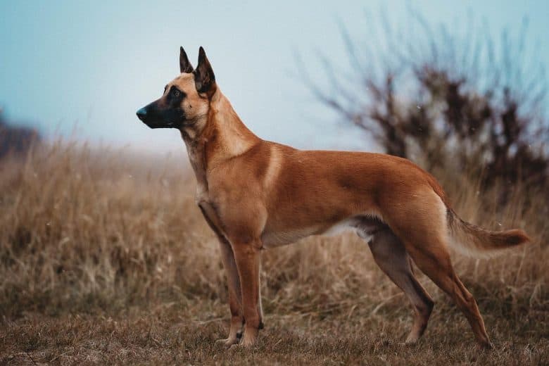 A beautiful fawn Belgian Malinois dog