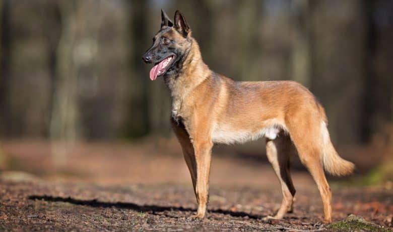 A Belgian Malinois dog standing on the forest