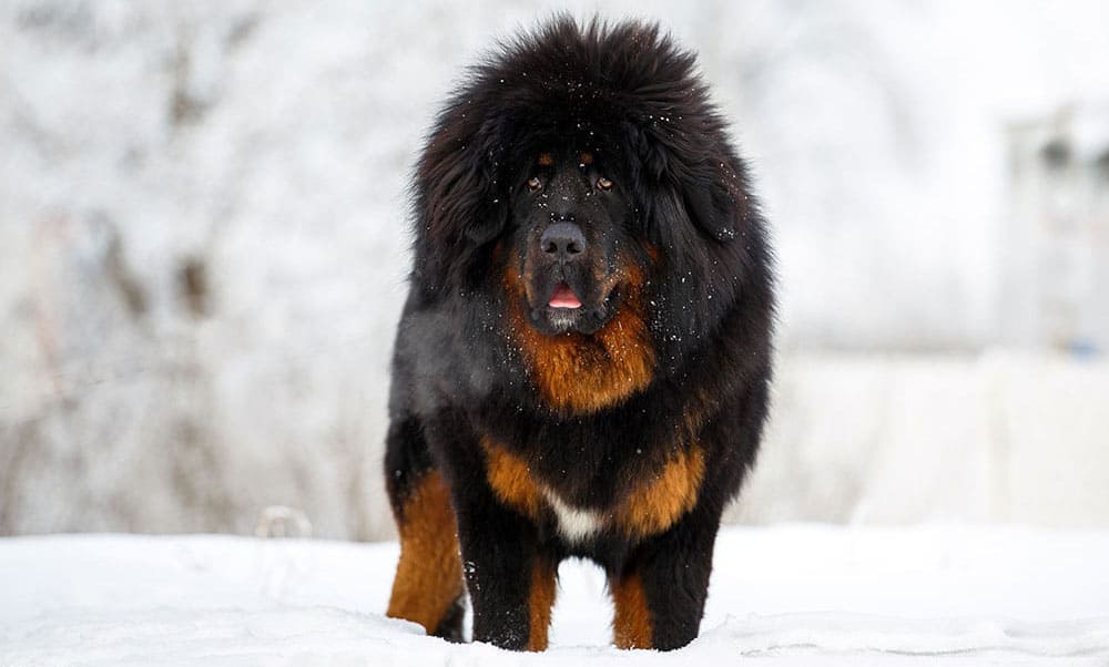 A big Tibetan Mastiff dog standing in the snowfield