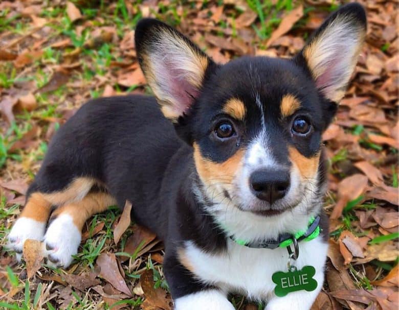 A black and tan Pembroke Welsh Corgi