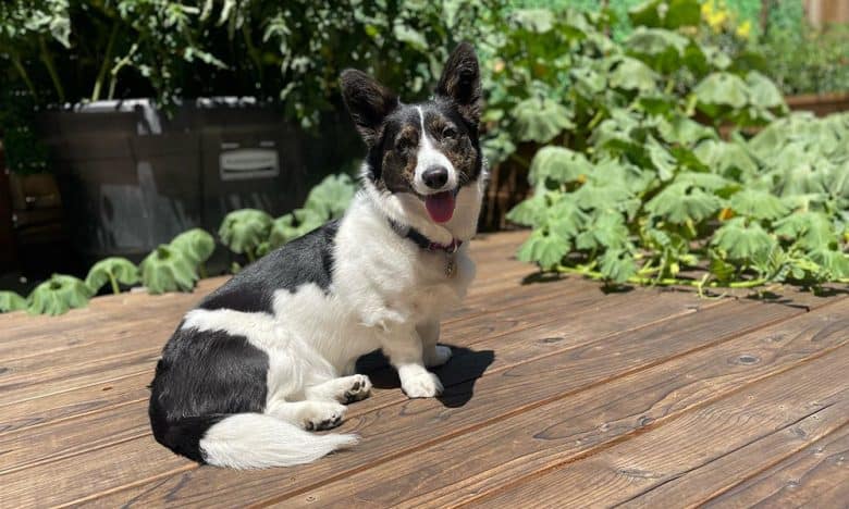 A black and white Cardigan Welsh Corgi