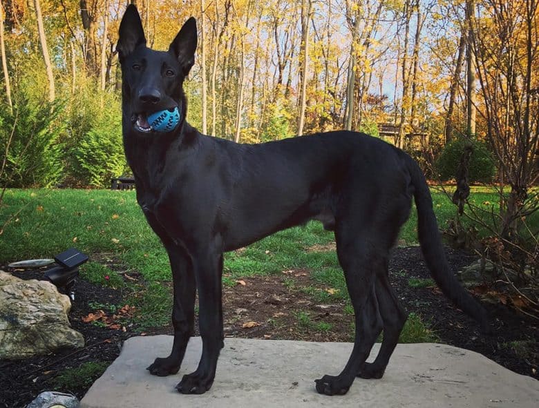 A black Belgian Malinois standing on the woods background