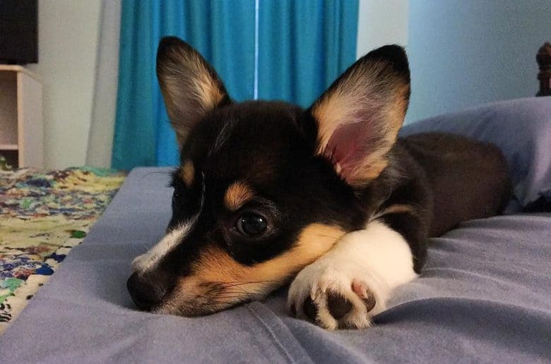 A black-headed tri-color Pembroke Welsh Corgi