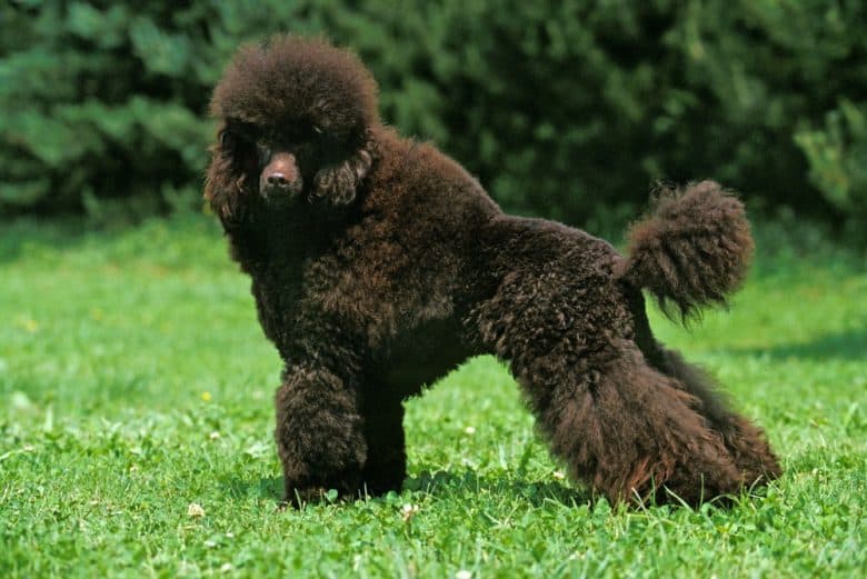 Black Standard Poodle standing on the grass
