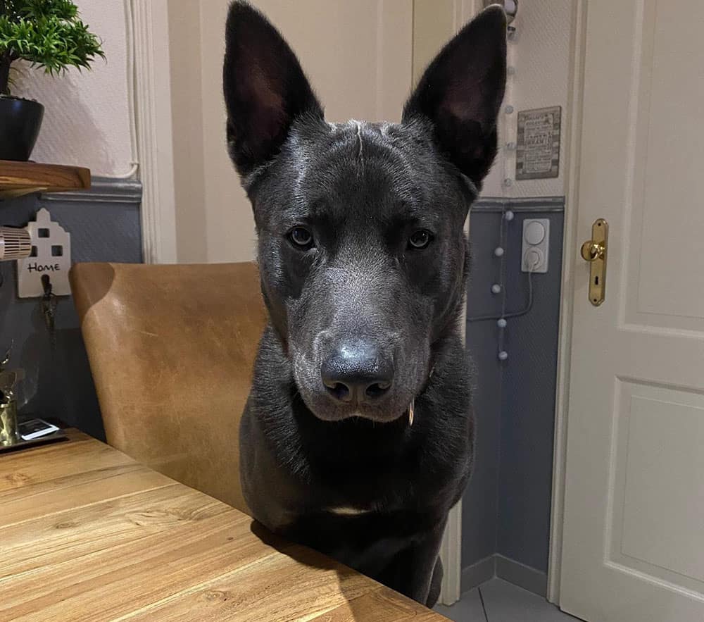A blue Belgian Malinois dog waiting for its meal