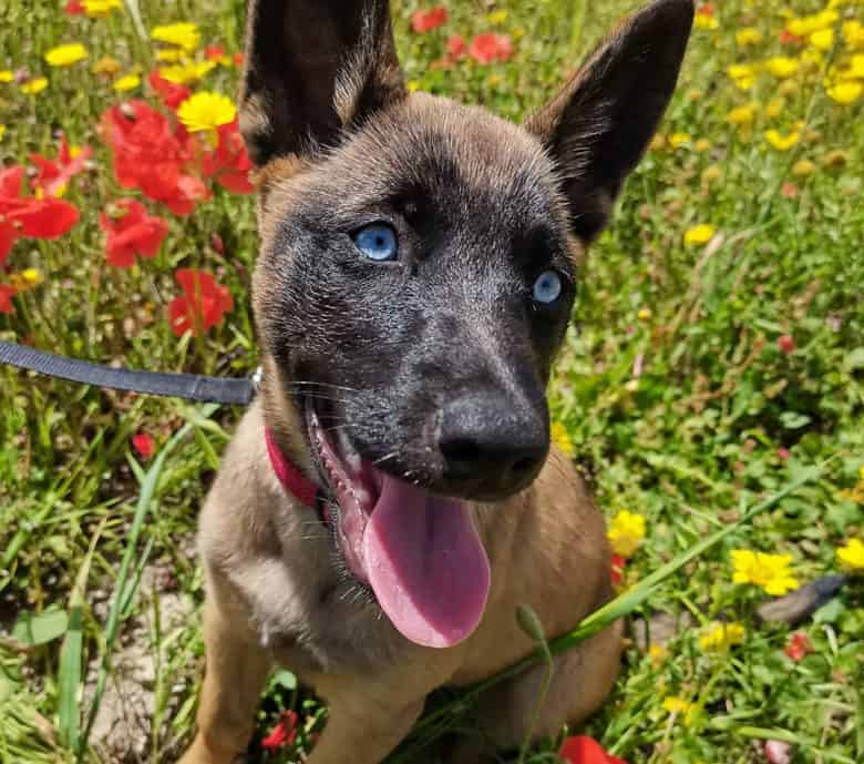 A blue-eyed Belgian Malinois puppy