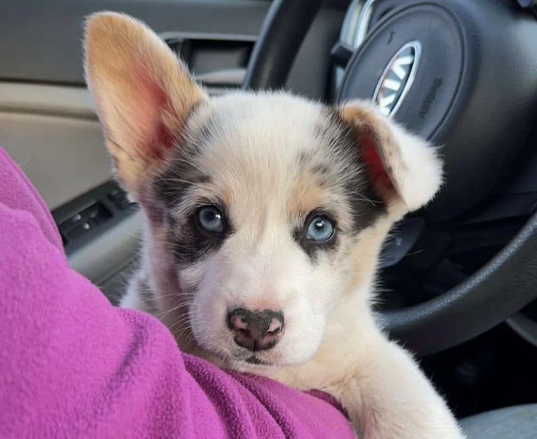 A blue-eyed corgi dog inside the car
