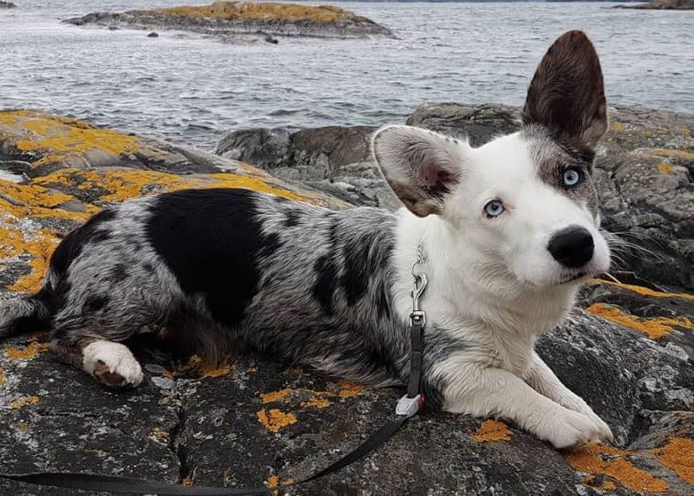 A blue merle and white Cardigan Welsh Corgi